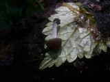 Pluteus nanus image