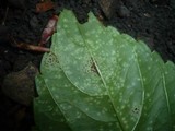 Puccinia komarovii image