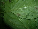 Puccinia komarovii image