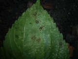 Puccinia komarovii image