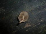 Simocybe centunculus var. centunculus image