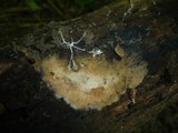 Tomentella punicea image