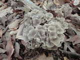 Polyporus umbellatus image