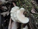 Hohenbuehelia angustata image