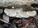 Hohenbuehelia angustata image