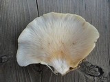Hohenbuehelia angustata image