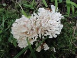 Tremellodendron pallidum image