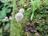 Mycena subcaerulea image