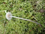 Mycena subcaerulea image