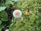Mycena subcaerulea image