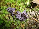 Clavaria zollingeri image