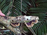 Earliella scabrosa image