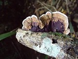 Earliella scabrosa image