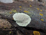 Dimelaena oreina image