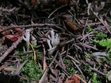 Clavulina coralloides image