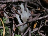 Clavulina coralloides image