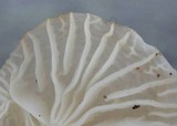 Marasmiellus subnigricans image