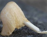 Marasmiellus subnigricans image