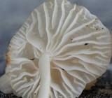 Marasmiellus subnigricans image