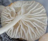 Marasmiellus subnigricans image