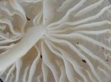 Marasmiellus subnigricans image