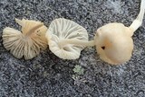 Marasmiellus subnigricans image