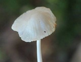 Marasmiellus subnigricans image