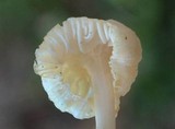 Marasmiellus subnigricans image