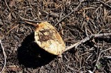 Cortinarius magnivelatus image