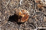 Cortinarius magnivelatus image