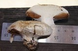 Cortinarius magnivelatus image