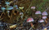Gliophorus graminicolor image