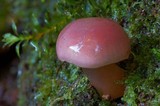 Gliophorus graminicolor image