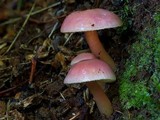 Gliophorus graminicolor image