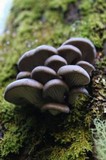 Pleurotus australis image