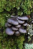 Pleurotus australis image