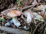 Lepista glaucocana image
