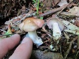 Lepista glaucocana image