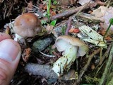 Lepista glaucocana image