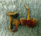 Xeromphalina tenuipes image