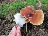 Royoporus badius image