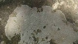 Pertusaria plittiana image