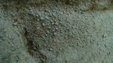 Pertusaria plittiana image