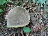 Boletus chrysenteron image