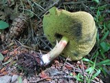 Boletus chrysenteron image