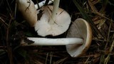 Pluteus petasatus image