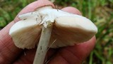 Pluteus petasatus image