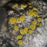 Candelariella antennaria image