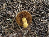 Cortinarius thiersii image