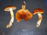 Cortinarius variosimilis image